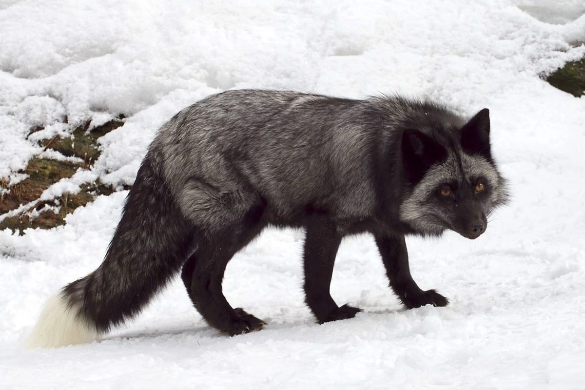 silverfox-malware-group-valleyrat-cyber-threat